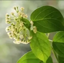 White Mulberry Leaf